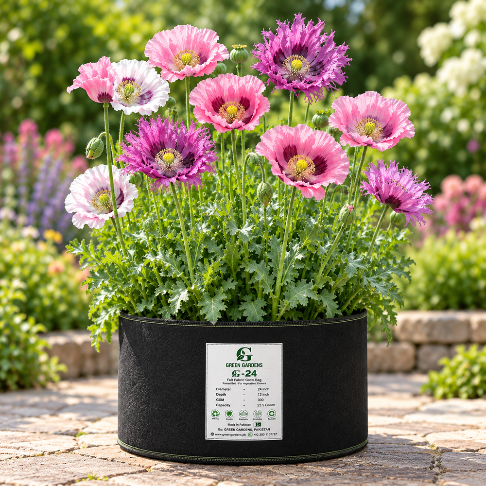 Poppy Fringed and Ruffled Pastel Mix with delicate pink peach salmon rose and white flowers featuring fringed wavy and ruffled petals – winter flower seeds Pakistan