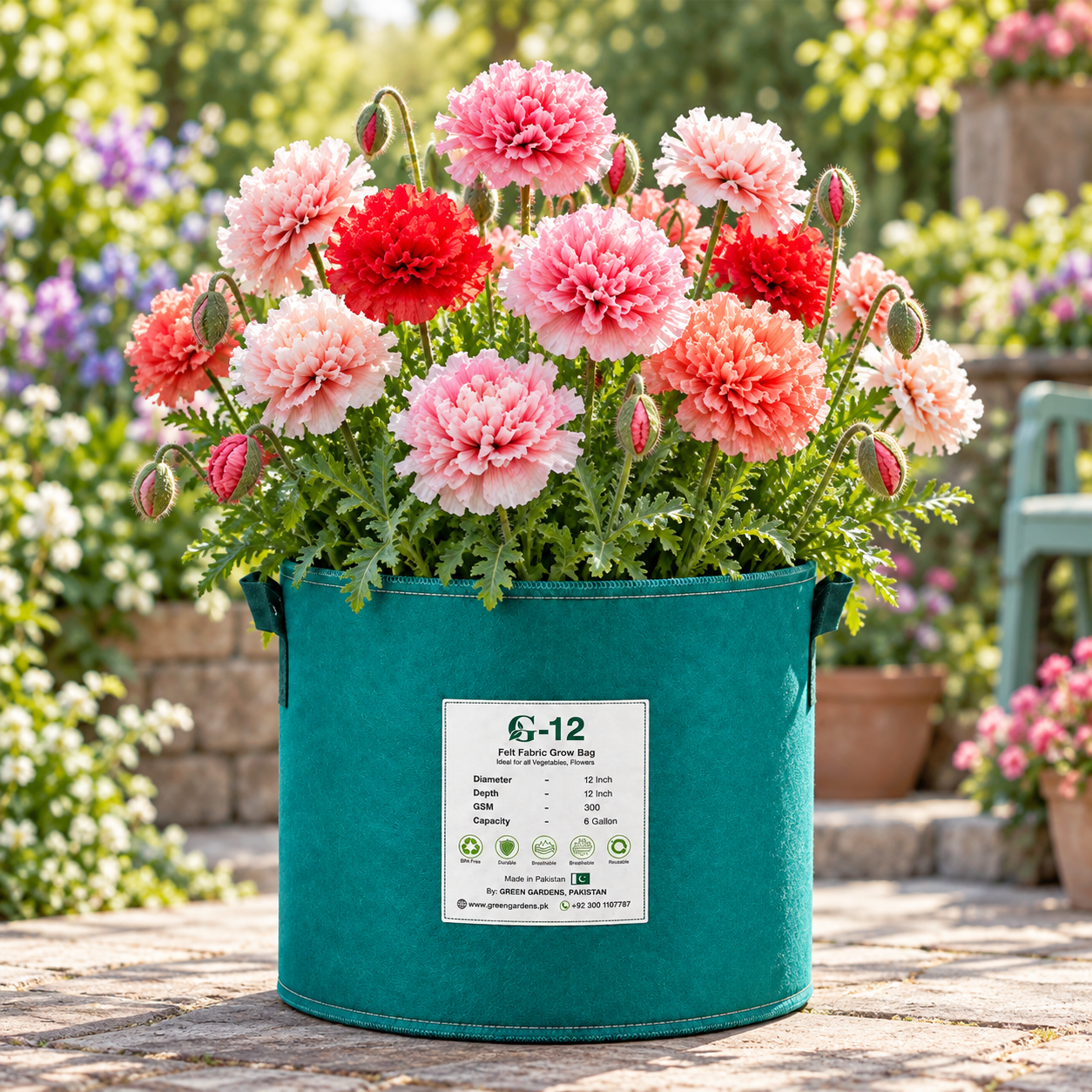Poppy Shirley Double Papaver rhoeas with ruffled pink red salmon and white flowers – winter seeds for beds borders pots and grow bags in Pakistan