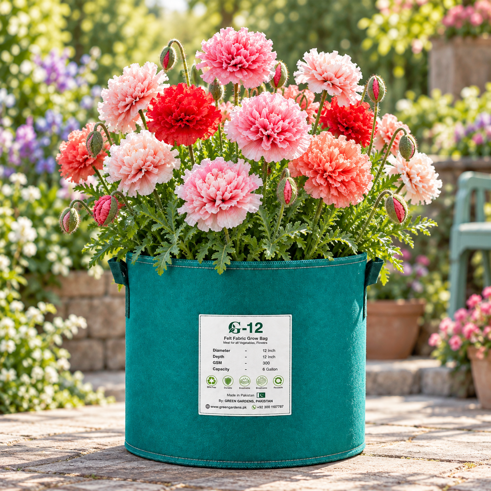 Poppy Shirley Double Papaver rhoeas with ruffled pink red salmon and white flowers – winter seeds for beds borders pots and grow bags in Pakistan
