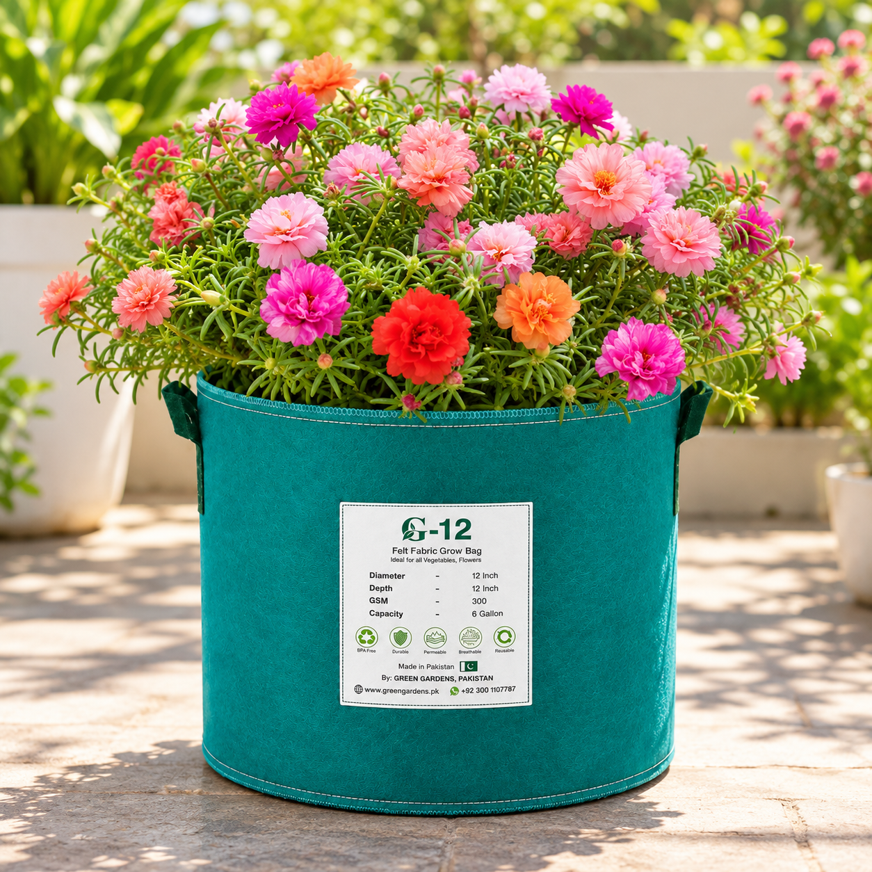 Portulaca Long Time Moss Rose with colourful summer flowers and succulent foliage – heat-tolerant flower seeds for beds pots hanging baskets and grow bags in Pakistan