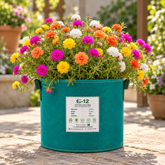Portulaca Double Mix Moss Rose with colourful double and semi-double summer flowers – heat-tolerant flower seeds for beds pots hanging baskets and grow bags in Pakistan