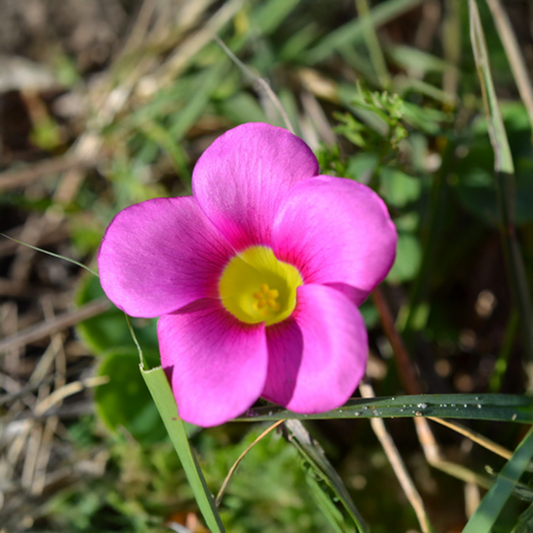 Oxalis Purpurea Bulbs - Deep Rose (PACK OF 5) {WINTER}