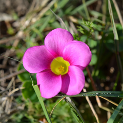 Oxalis Purpurea Bulbs - Deep Rose  (PACK OF 5) {WINTER}