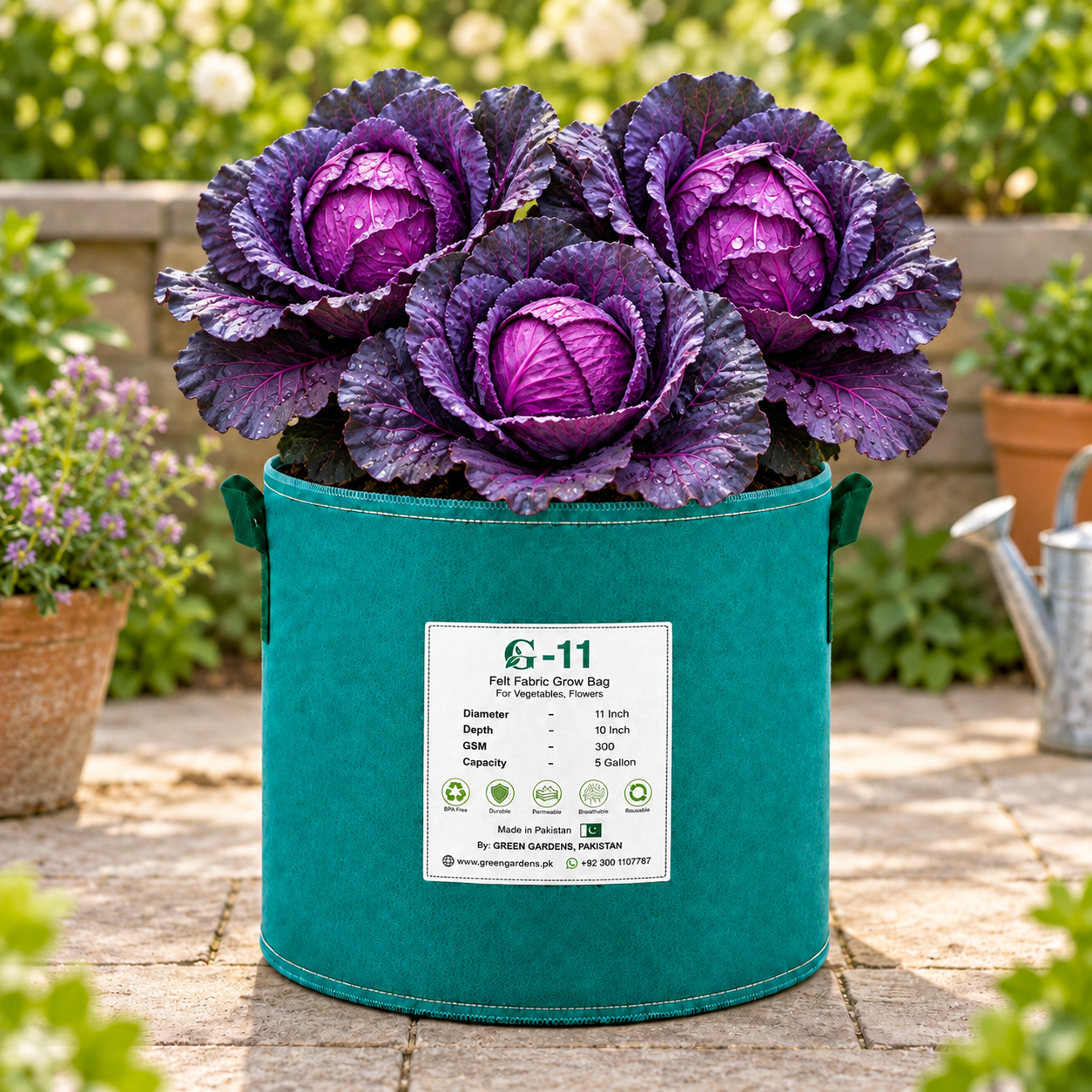 Red Jewel F1 Purple Cabbage with dense round deep-purple head and healthy outer leaves – hybrid winter cabbage seeds for home gardening in Pakistan
