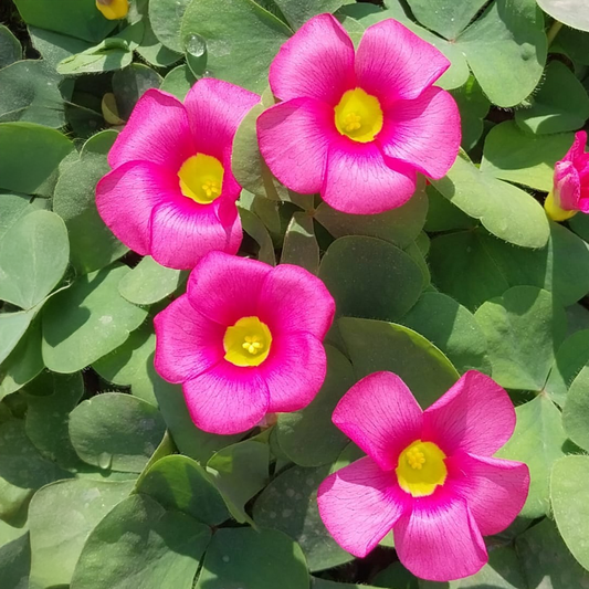 Oxalis Purpurea Bulbs - Deep Rose (PACK OF 5) {WINTER}