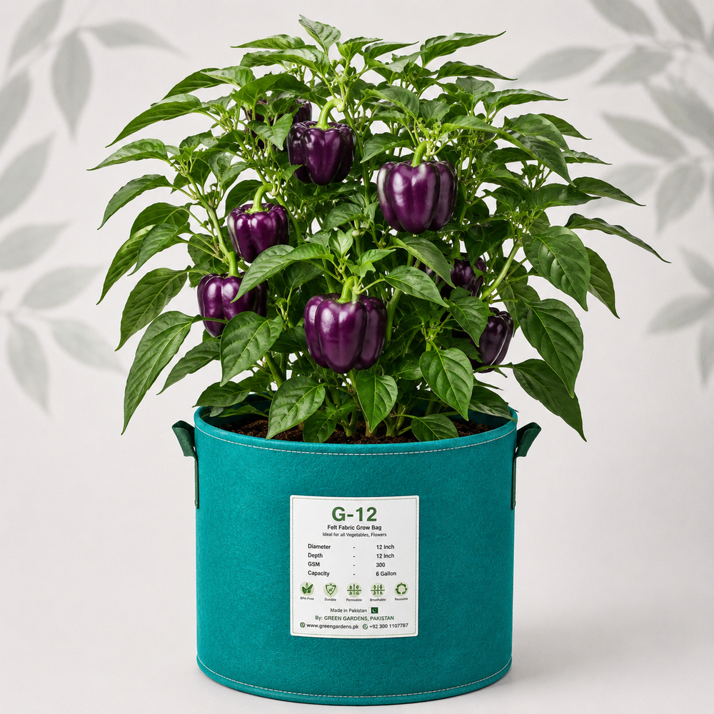 Purple Sweet Pepper Oda with glossy dark purple thick-walled fruits – Franchi vegetable seeds Pakistan
