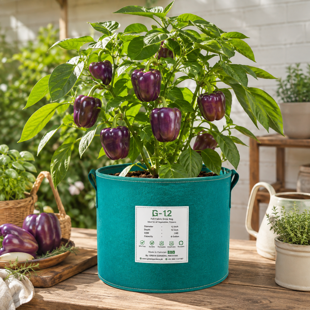 Purple Sweet Pepper Oda with glossy dark purple thick-walled fruits – Franchi vegetable seeds Pakistan