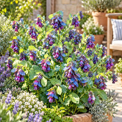 Beautiful Purple Honeywort Pride of Gibraltar flowers blooming in a garden with blue-green foliage.