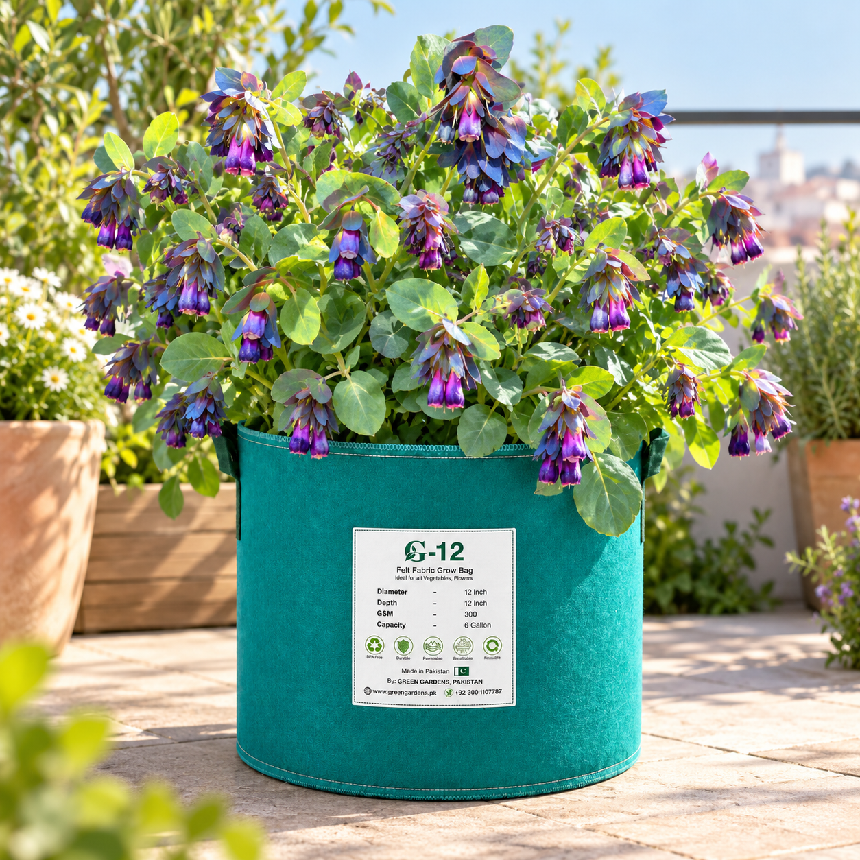 Purple Honeywort Pride of Gibraltar flowering plant growing in GREEN GARDENS G-12 felt fabric grow bag.