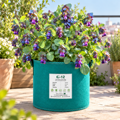 Purple Honeywort Pride of Gibraltar flowering plant growing in GREEN GARDENS G-12 felt fabric grow bag.