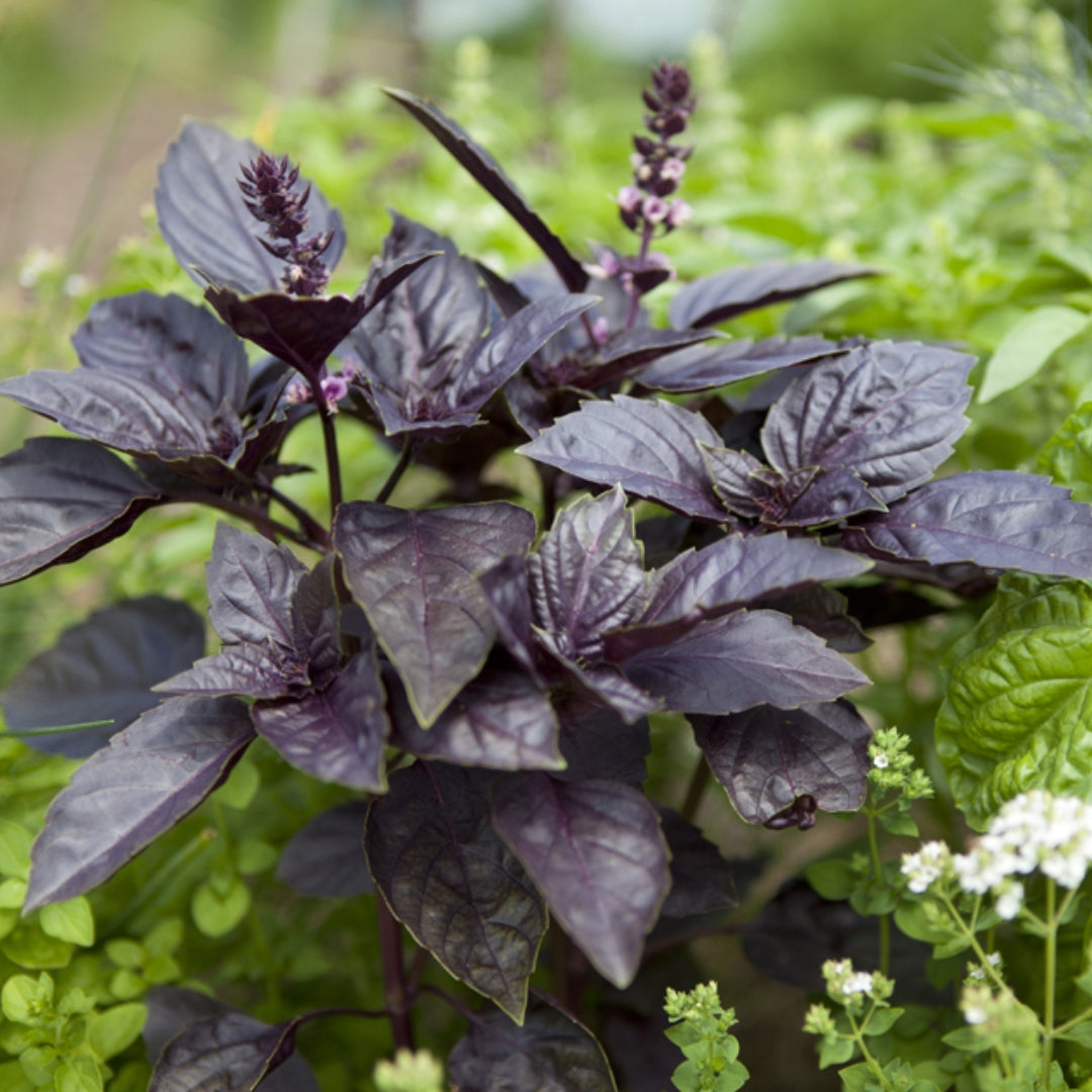 Sweet Basil Purple Seeds (WINTER)