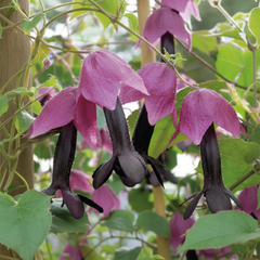 Purple Bell Vine (Climbing Flowers) - Rhodochiton By Buzzy®