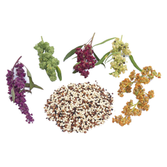 Quinoa (Chenopodium quinoa) – Super Grain Seeds