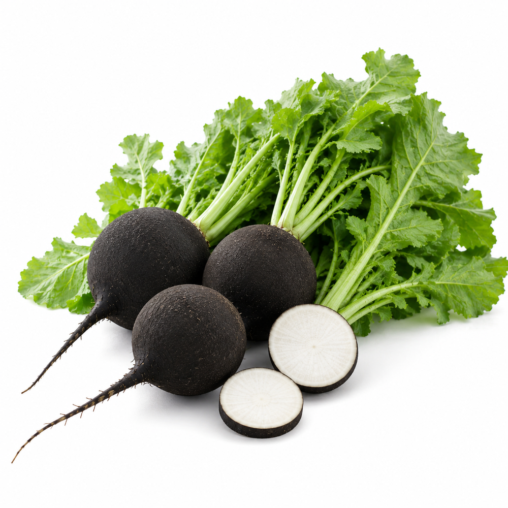 Black Round Radish with dark skin and white flesh – winter radish seeds for kitchen gardening in Pakistan
