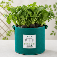 Black Round Radish with dark skin and white flesh – winter radish seeds for kitchen gardening in Pakistan