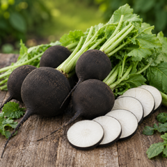 Radish Black Round Seeds | Winter Radish Seeds in Pakistan | WINTER