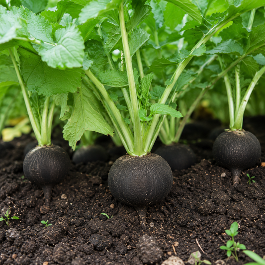 Radish Black Round Seeds | Winter Radish Seeds in Pakistan | WINTER