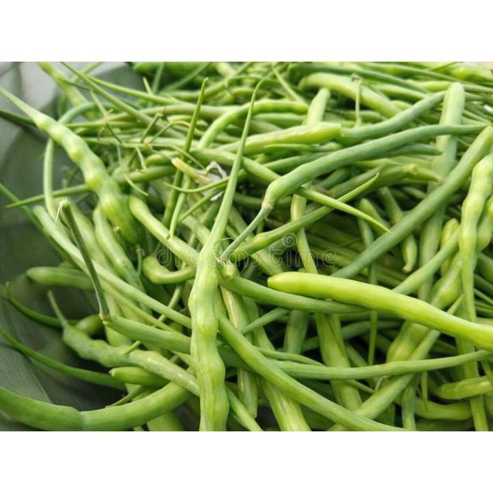 Fresh green Mongray radish pods grown from winter vegetable seeds