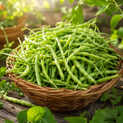 Fresh green Mongray radish pods grown from winter vegetable seeds