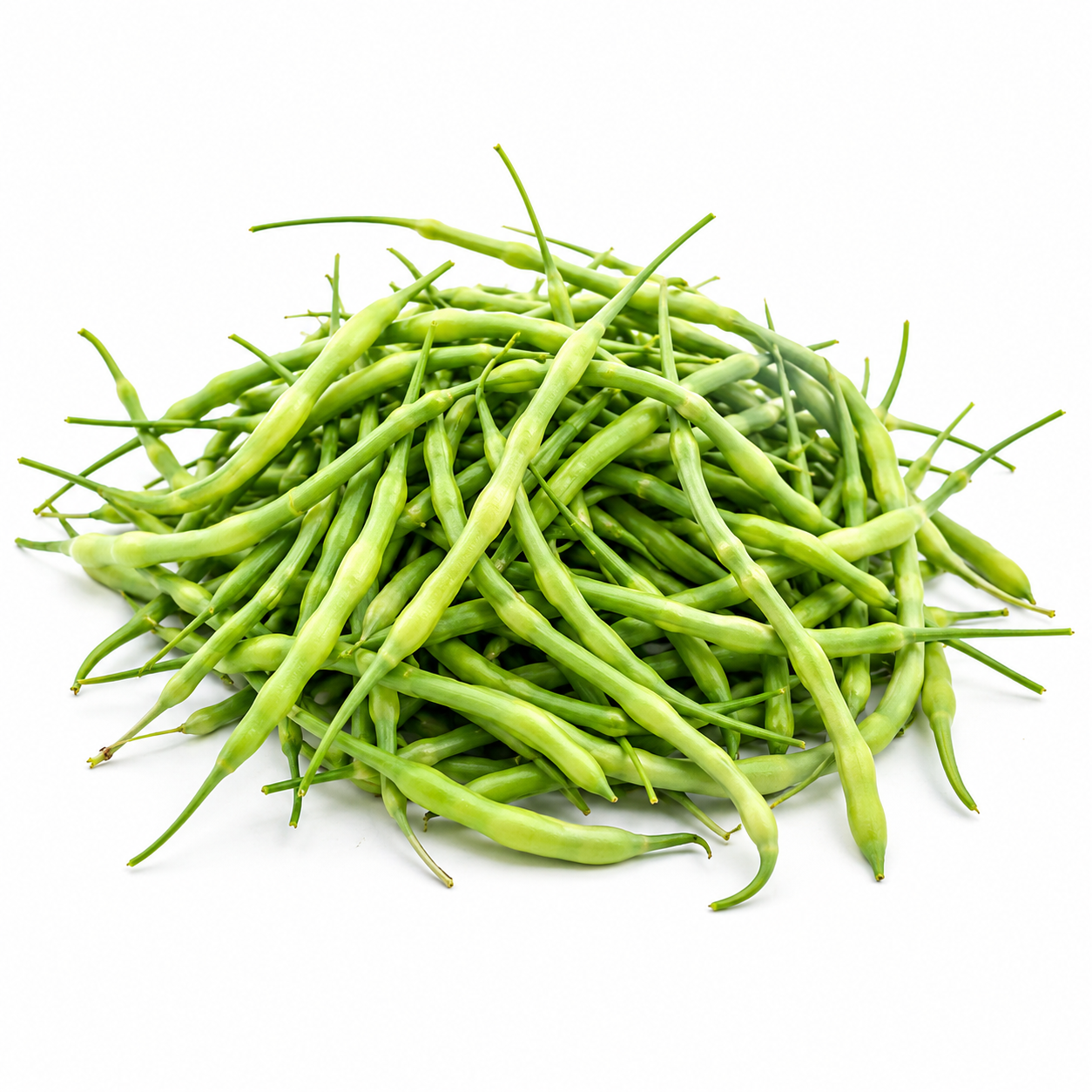 Fresh green Mongray radish pods grown from winter vegetable seeds