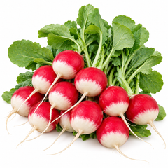 Red and White Small Bicolour Radish Mooli with bright red round roots and contrasting white tips, crisp white flesh and fresh green leaves – winter vegetable seeds Pakistan