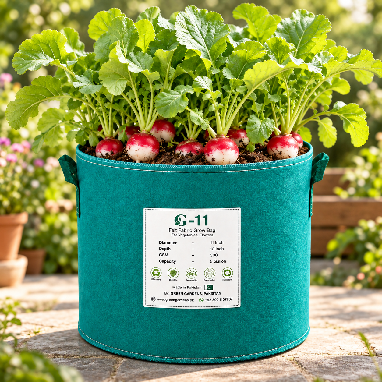 Red and White Small Bicolour Radish Mooli with bright red round roots and contrasting white tips, crisp white flesh and fresh green leaves – winter vegetable seeds Pakistan