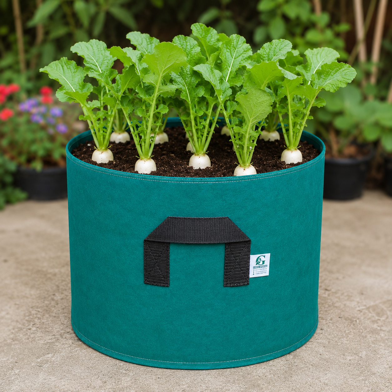 Radish White Long F1 Hybrid Seeds | Fast-Growing Winter Radish (WINTER)