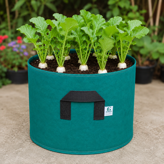 Radish White Long F1 Hybrid Seeds | Fast-Growing Winter Radish (WINTER)