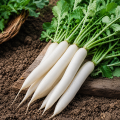 Radish White Long F1 Hybrid Seeds | Fast-Growing Winter Radish (WINTER)