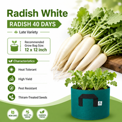 Radish White – RADISH 40 DAYS (Summer Late Variety)