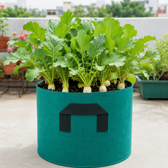 Radish White – RADISH 40 DAYS (Summer Late Variety)