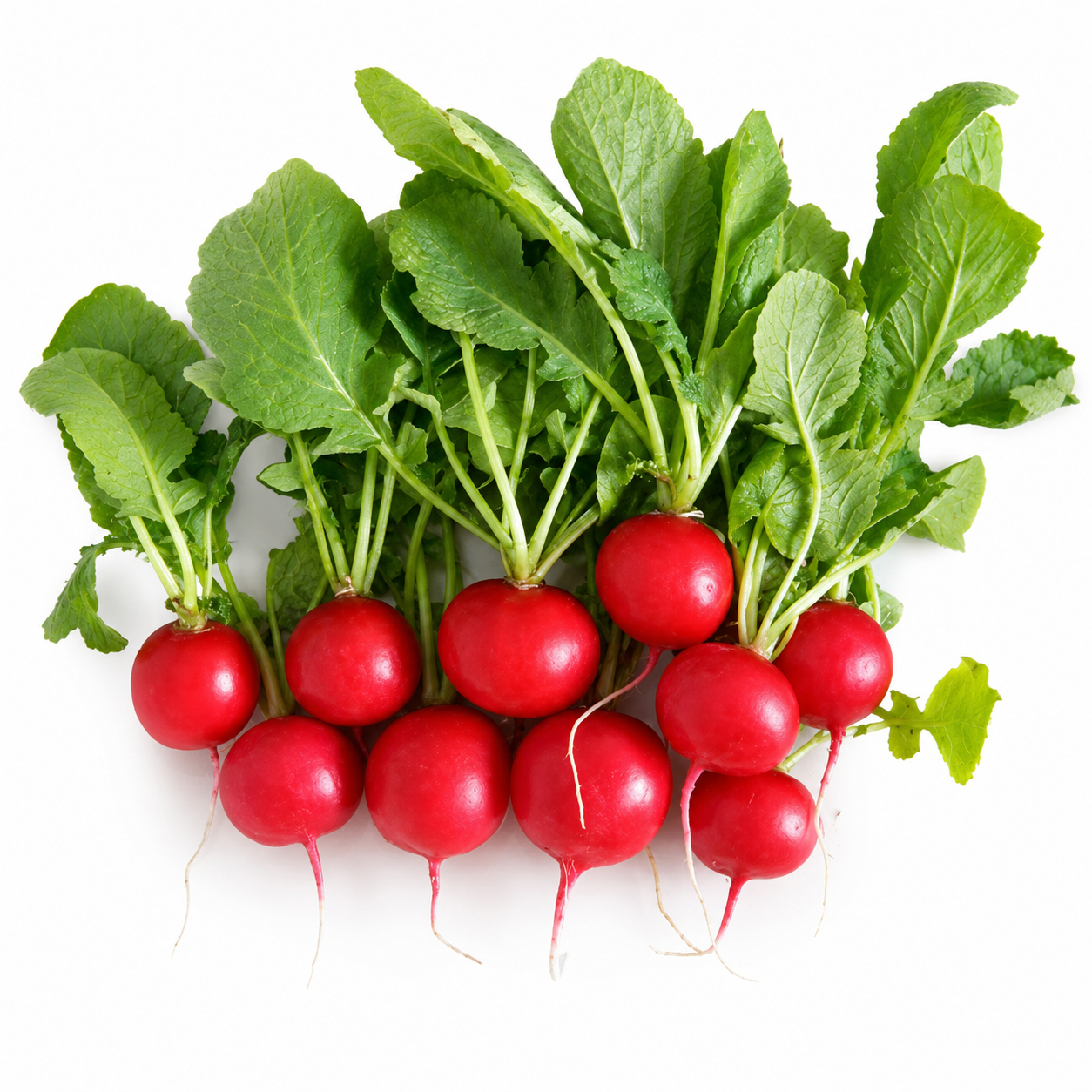 Red Round Heirloom Radish with bright red roots and crisp white flesh – radish seeds for home gardening in Pakistan