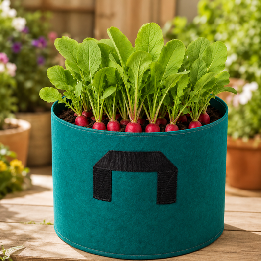 Radish Red Long (Heirloom) {WINTER}لال مولی لمبی