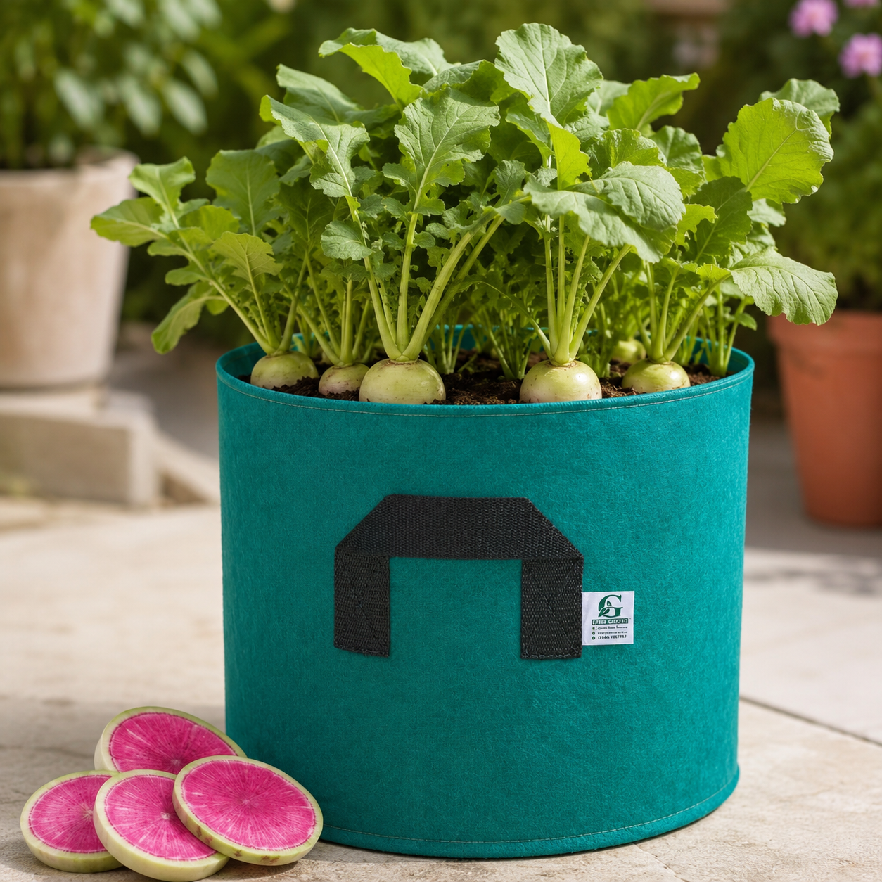 Radish Red Meat Seeds – Lal Mooli / Watermelon Radish Seeds (WINTER)