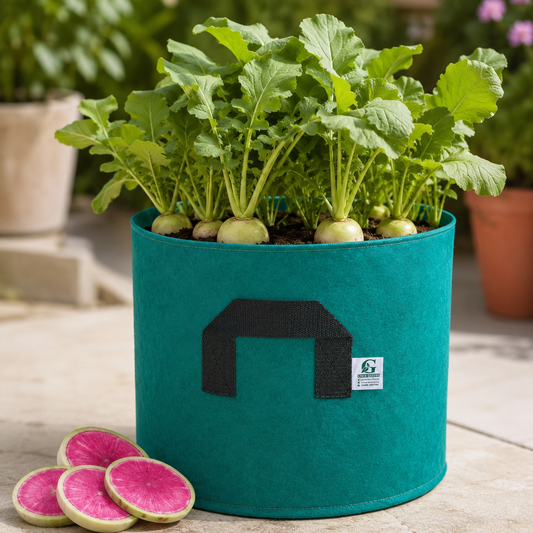 Radish Red Meat Seeds – Lal Mooli / Watermelon Radish Seeds (WINTER)