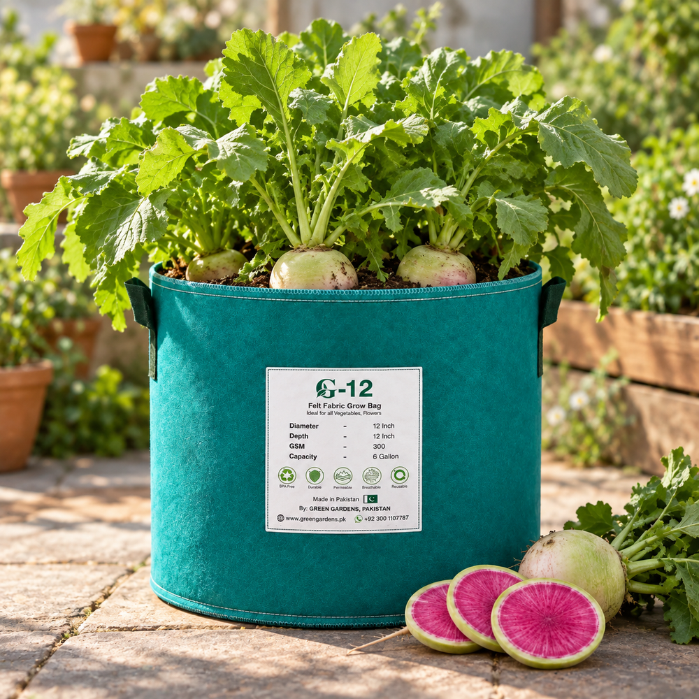 Red Meat Watermelon Radish with pale green-white skin and vivid pink-red interior – Lal Mooli seeds for winter home gardening in Pakistan