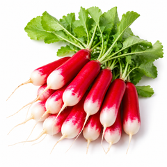 Radish Red & White Long Seeds – Dual Colour Mooli for Home Gardening (WINTER)