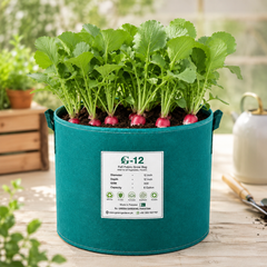 Red and white long radish mooli with elongated dual-colour roots – winter radish seeds for home gardening in Pakistan