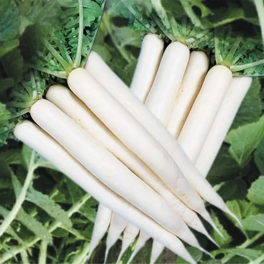 Radish White Seeds, F1 Hybrid  (WINTER) سفید مولی