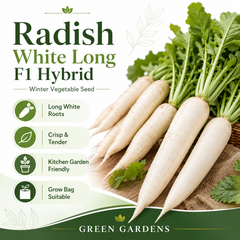 White Long F1 Hybrid Radish with smooth elongated white roots – winter radish seeds for kitchen gardening in Pakistan