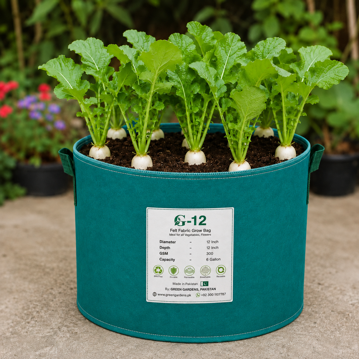 White Radish 40 Days with smooth elongated white roots – summer late radish seeds for home gardening in Pakistan