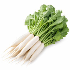 White Radish 40 Days with smooth elongated white roots – summer late radish seeds for home gardening in Pakistan