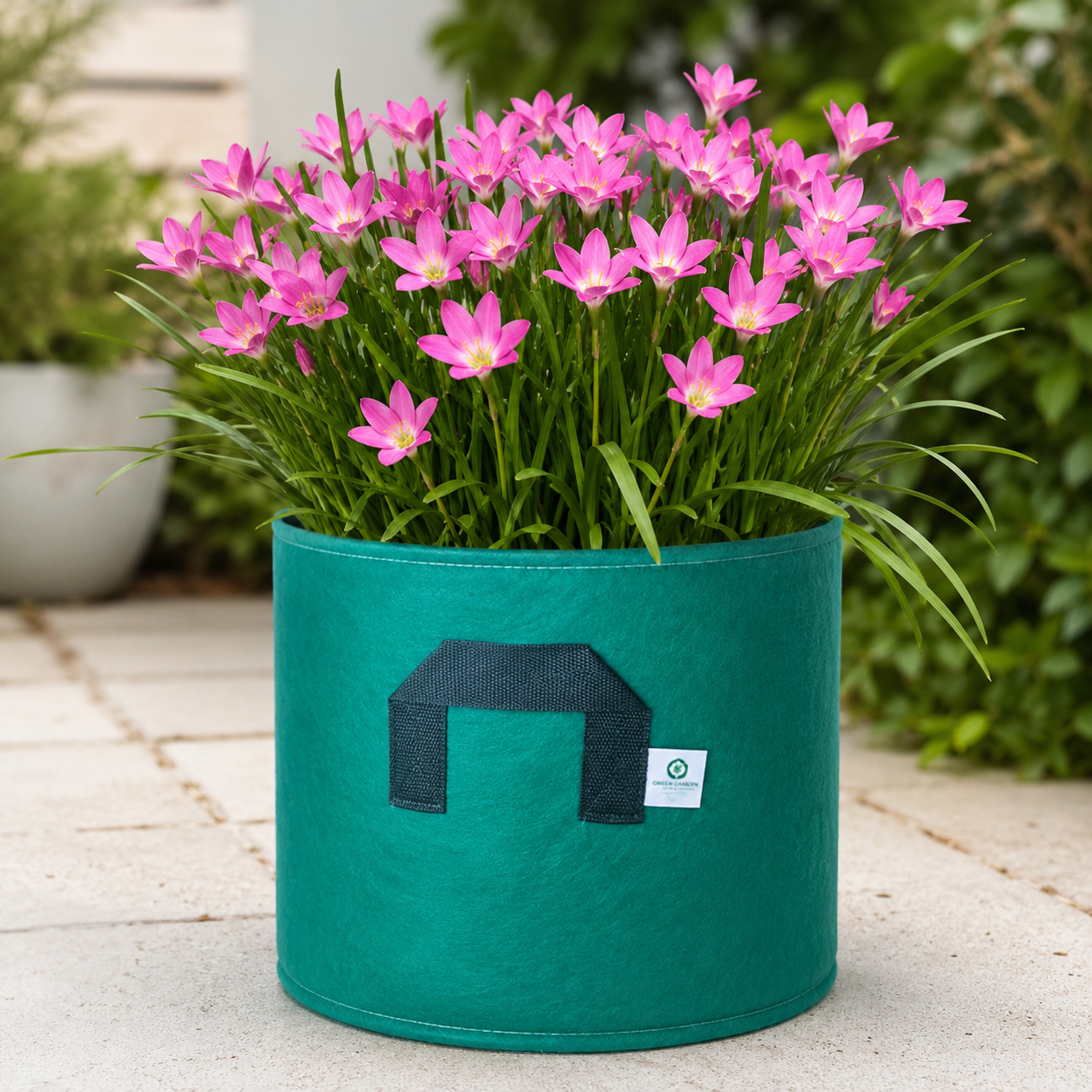 Pink Rain Lily – Zephyranthes Rosea XL Bulbs | Pack of 10 Local Bulbs
