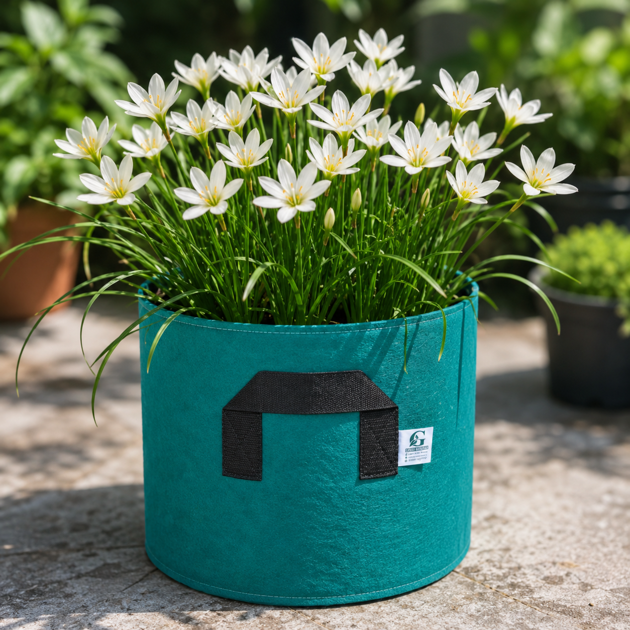 Rain Lily White – Zephyranthes candida | Pack of 10 Local Bulbs