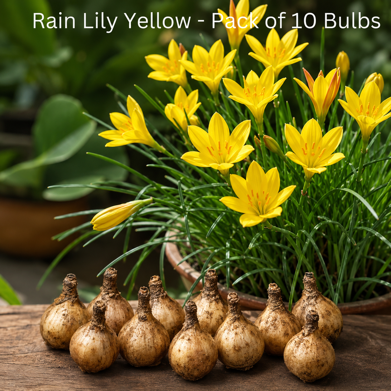 Rain Lily Yellow Bulbs – Pack of 10 | Bright Summer Flower Bulbs