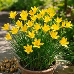 Rain Lily Yellow Bulbs – Pack of 10 | Bright Summer Flower Bulbs