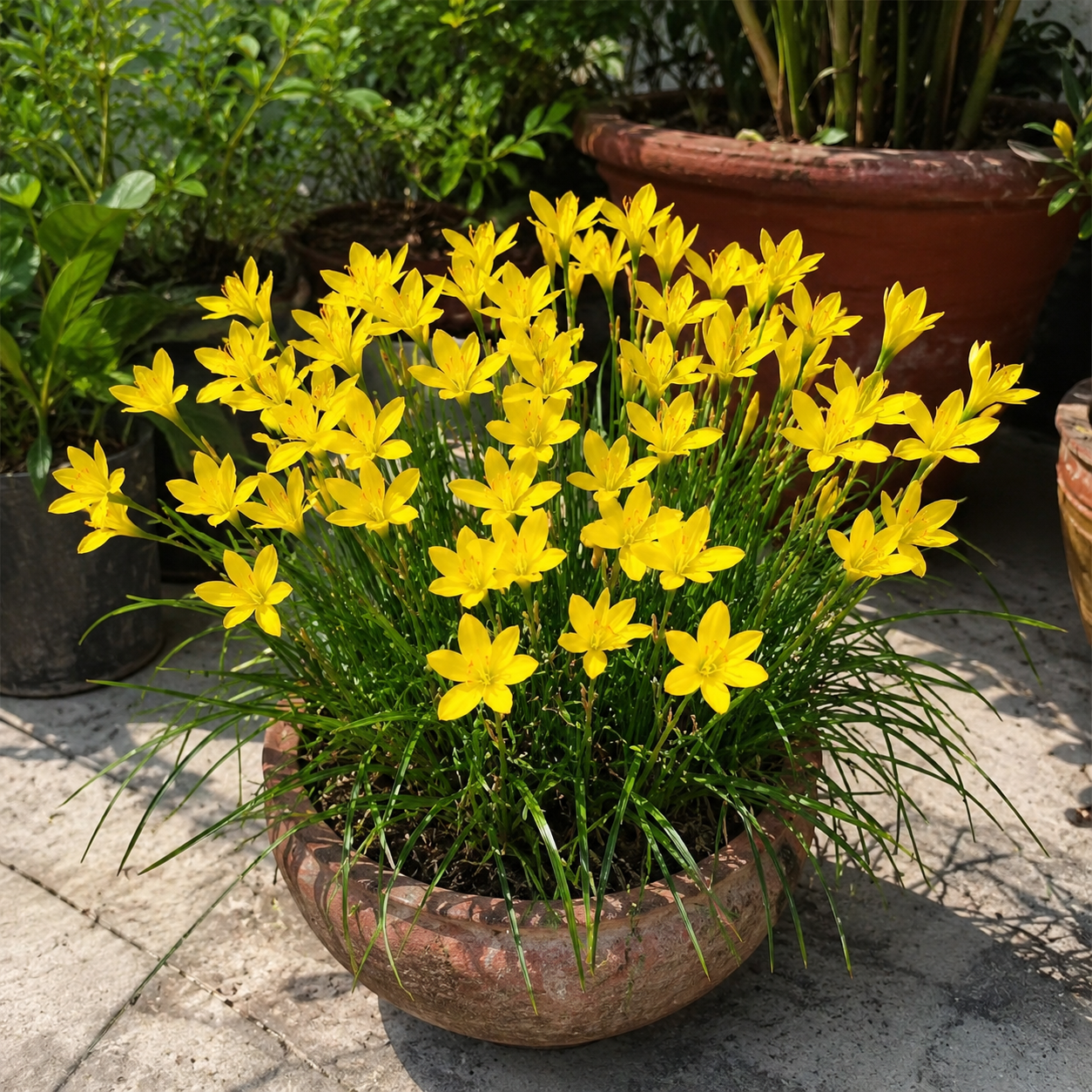 Rain Lily Yellow Bulbs – Pack of 10 | Bright Summer Flower Bulbs