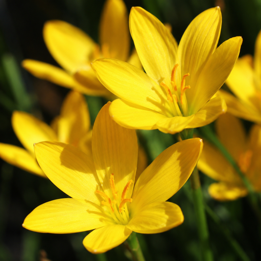 Rain Lily Yellow Bulbs – Zephyranthes citrina | Pack of 10 (XL Size)