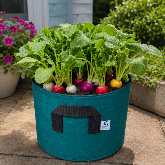 Rainbow Radish Mix Seeds – Italian Ravanelli Colorati (WINTER)