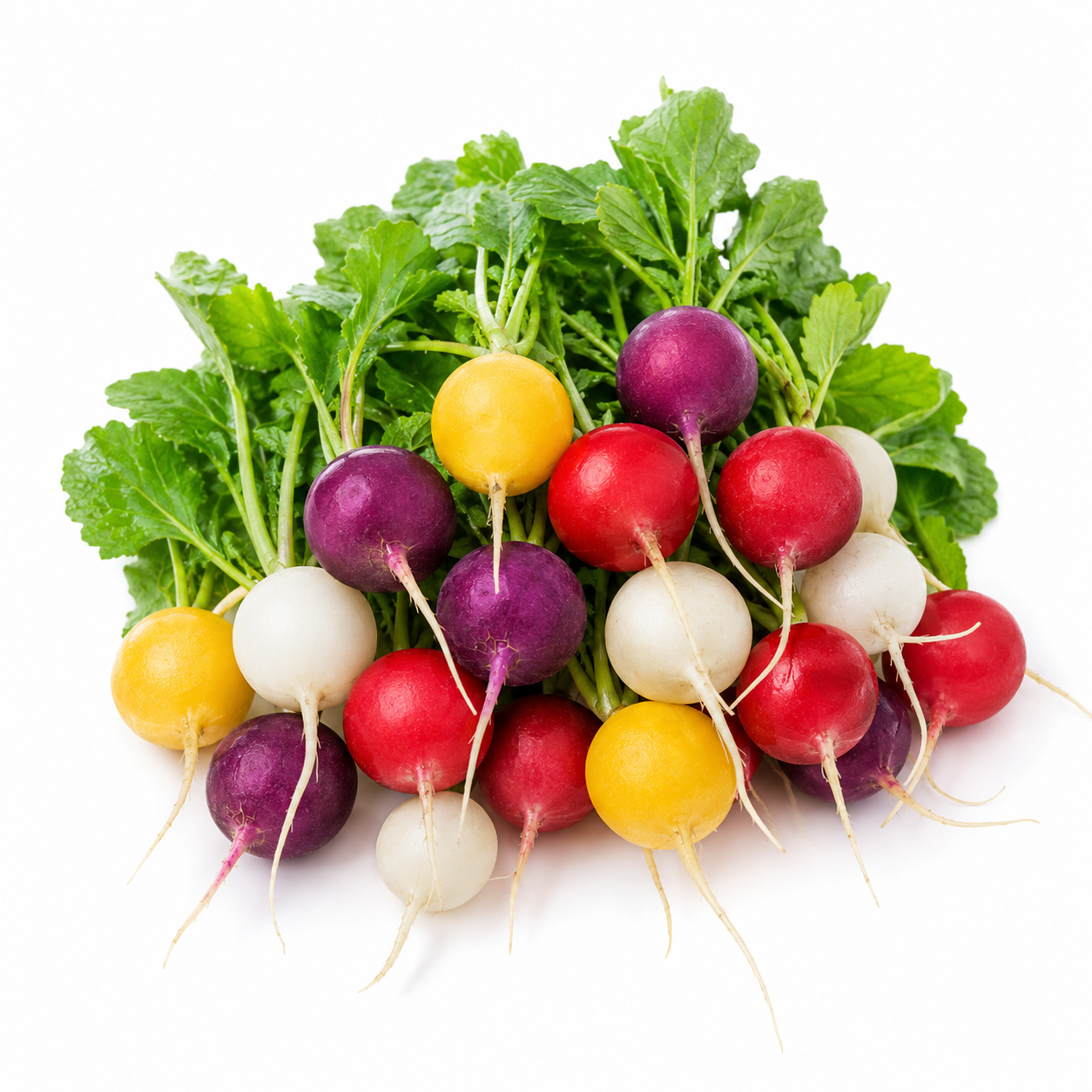 Rainbow Radish Mix Seeds – Italian Ravanelli Colorati (WINTER)